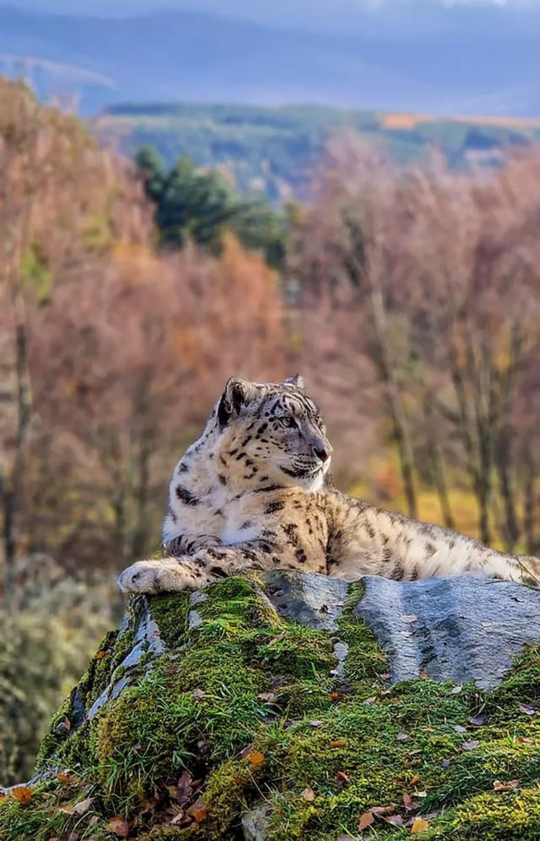 The keeper took a mesmerizing photo to the left of the snow leopard while admiring the view - Zoo Keepers Europe/Facebook/Reproduction/ND