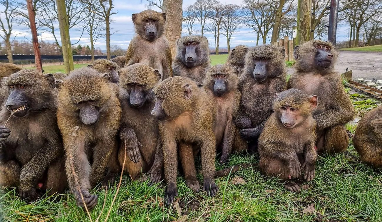 A troop of baboons are having a party - Zoo Keepers Europe/Facebook/Reproduction/ND