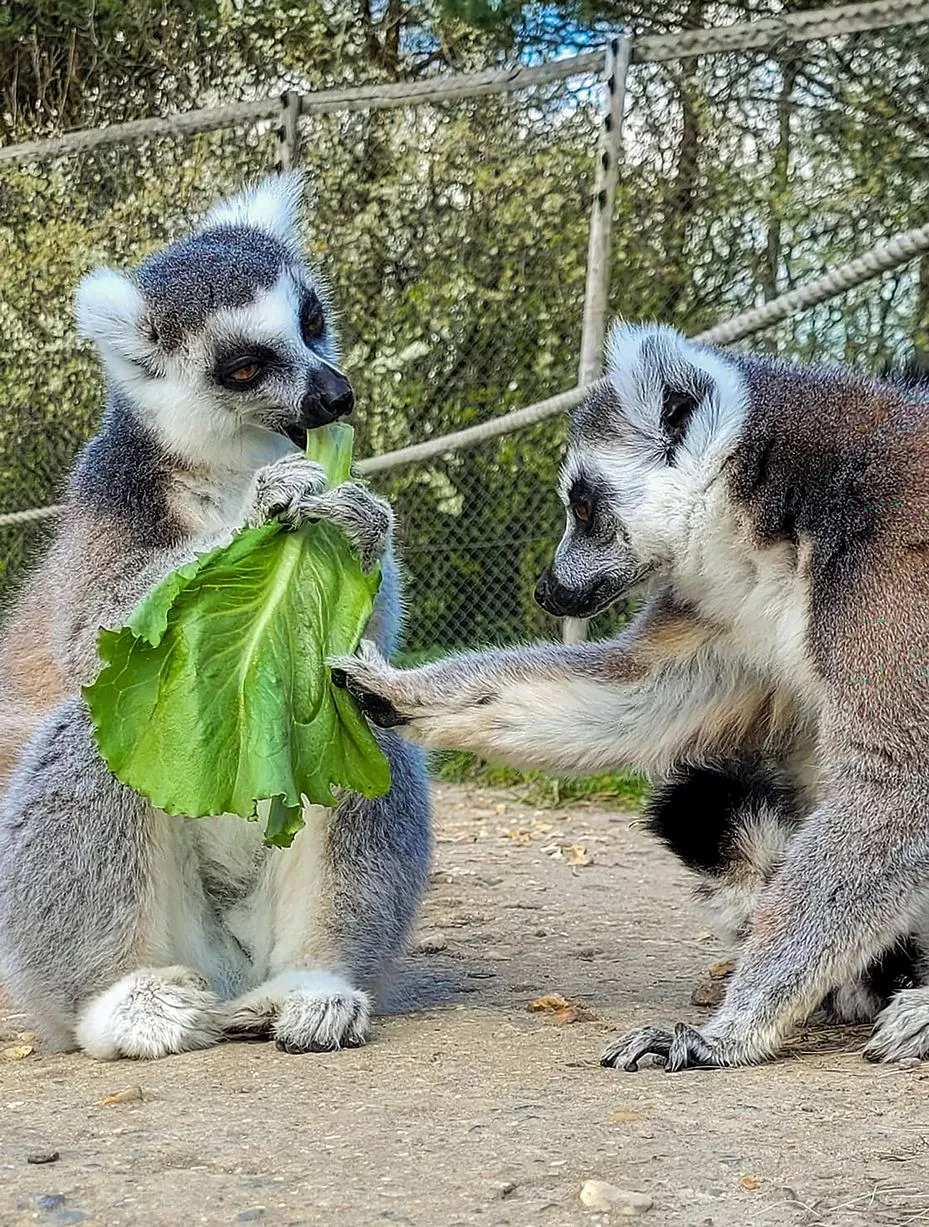 Ring-tailed lemurs feast on lettuce - Zoo Keepers Europe/Facebook/Reproduction/ND