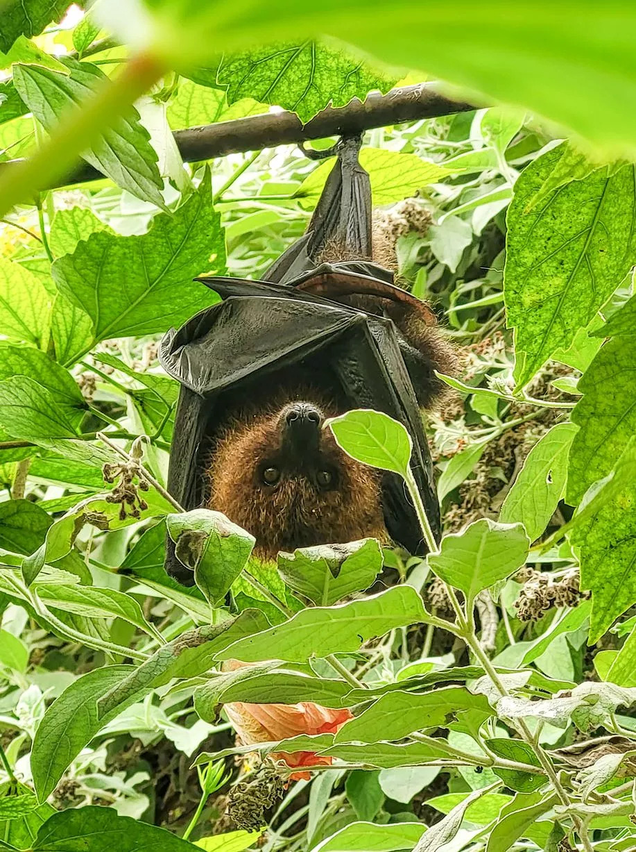 The bat likes to be upside down, as shown in the photo - Zoo Keepers Europe/Facebook/Reproduction/ND