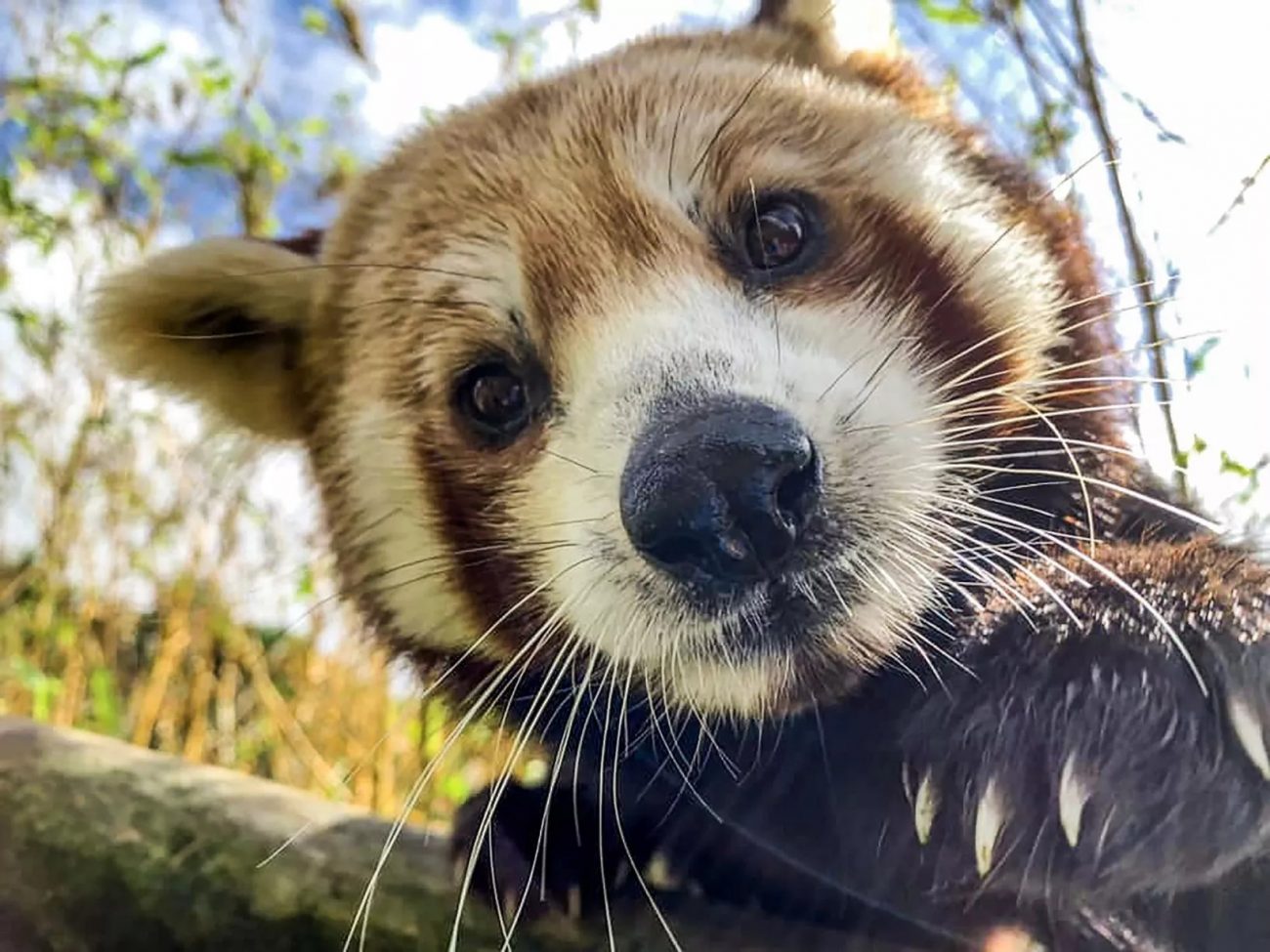 A very curious red panda - zookeepers in Europe/Facebook/Reproduction/ND
