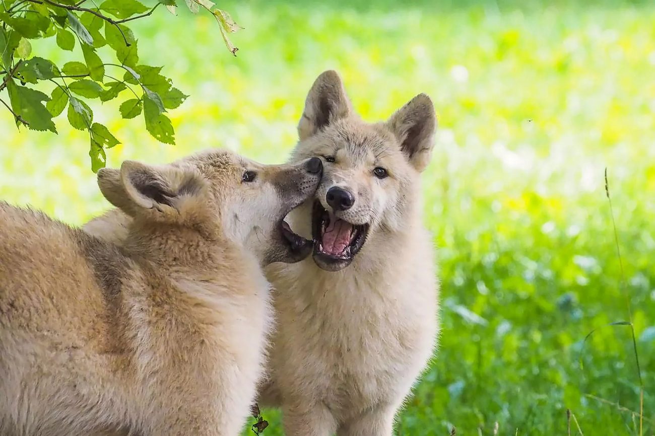 Adorable Arctic wolf cubs caught while playing – Zoo Keepers Europe/Facebook/Reproduction/ND