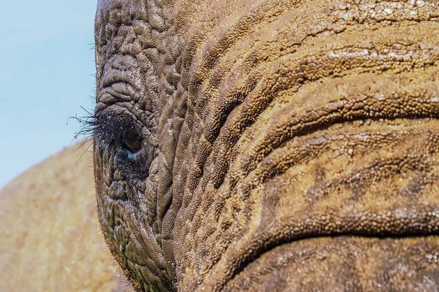 An elephant has beautiful eyelashes - Zoo Keepers Europe/Facebook/Reproduction/ND
