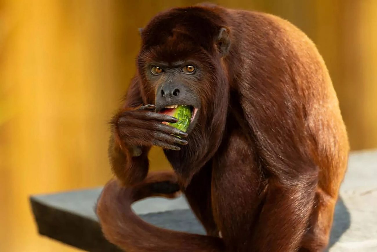 Howler monkey Mayantu was caught by her keeper stuffing a watermelon into her mouth - Zoo Keepers Europe/Facebook/Reproduction/ND