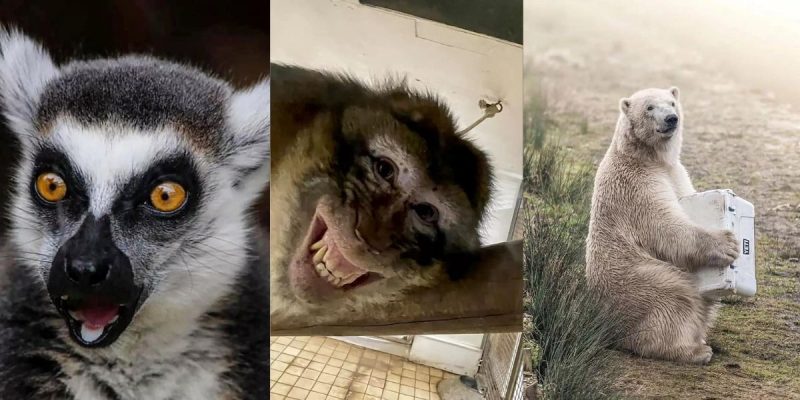 Competição exótica: zoológicos revelam as images mais hilárias da vida animal em 2023