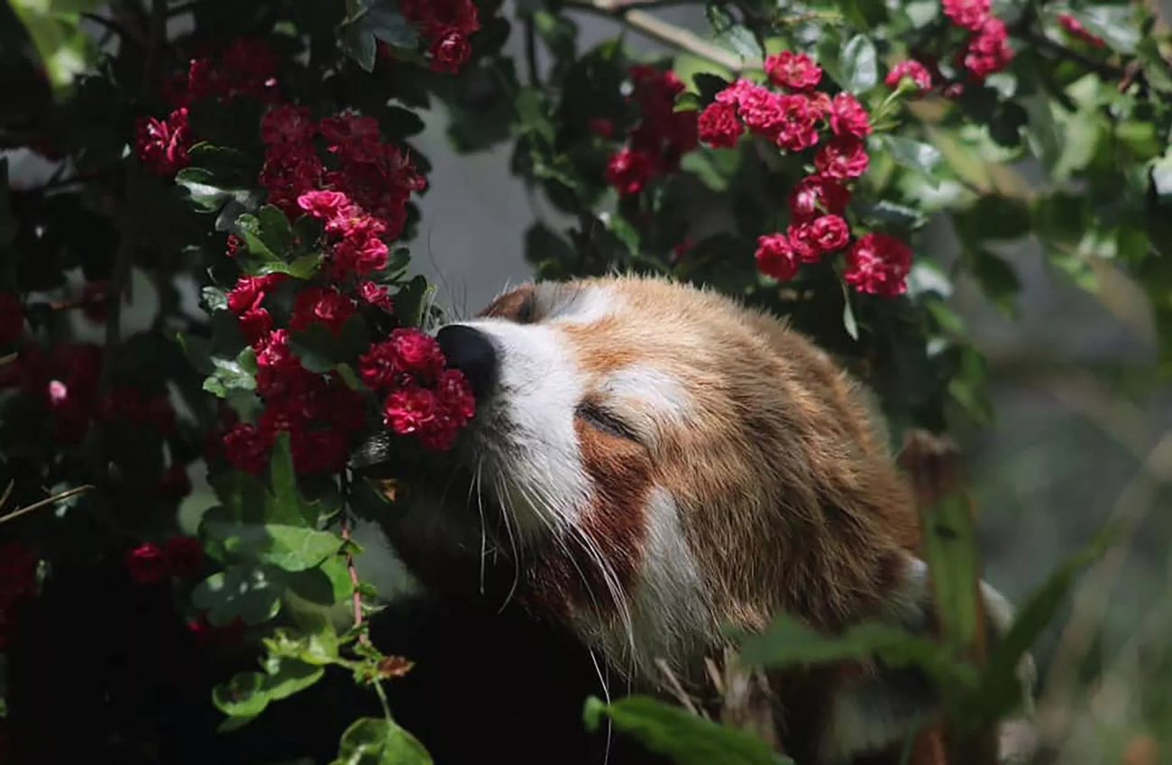 The red panda closed his eyes when he smelled the flowers - Zoo Keepers Europe/Facebook/Reproduction/ND