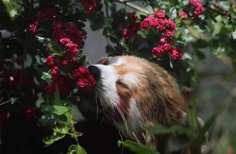 Panda-vermelho faz parte da lista dos animais mais fofos do mundo 