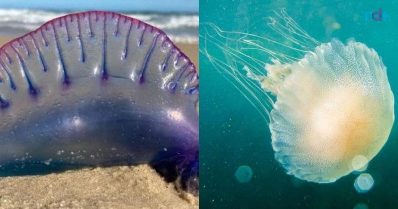 Águas-vivas já estão sendo avistadas em praias de Florianópolis