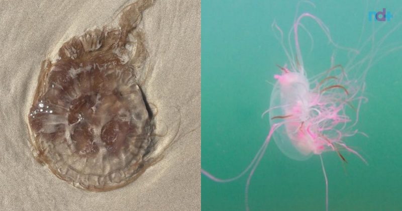 Chrysaora lactea e Olindias sambaquiensis provocam dor, incha&ccedil;o e vermelhid&atilde;o na pele – Foto: Dafne Reinisch e Tatiana Leite