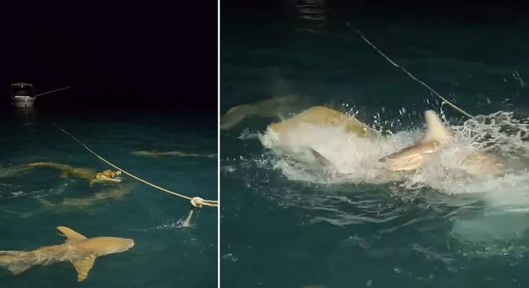 Crocodilo no momento em que foi atacado pela gangue de tubar&otilde;es. – Foto: Reprodu&ccedil;&atilde;o/Instagram/@Jessie_Leigha/ND