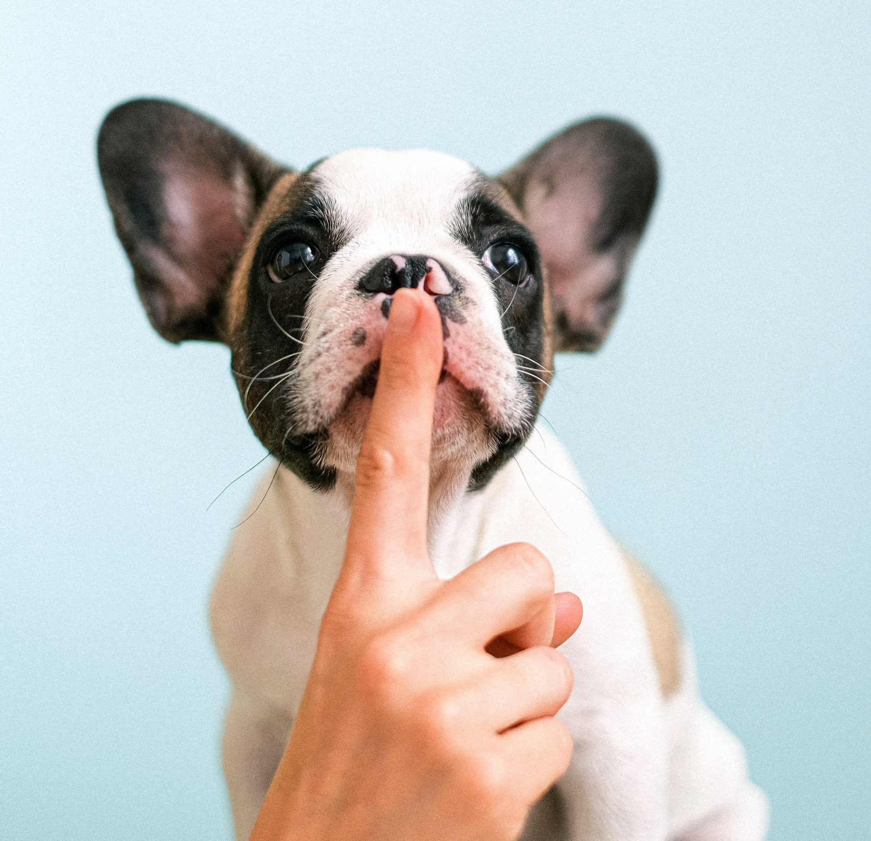 Réveillon: 5 maneiras de garantir o bem-estar do seu pet no Ano Novo 