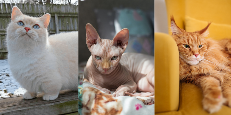 De pelado a rebaixado: conheça 9 raças exóticas de gatos; na imagem, três gatos exóticos 