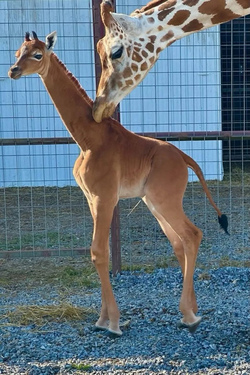 Giraffe born at 1.80 - Brights Zoo/Reproduction/ND