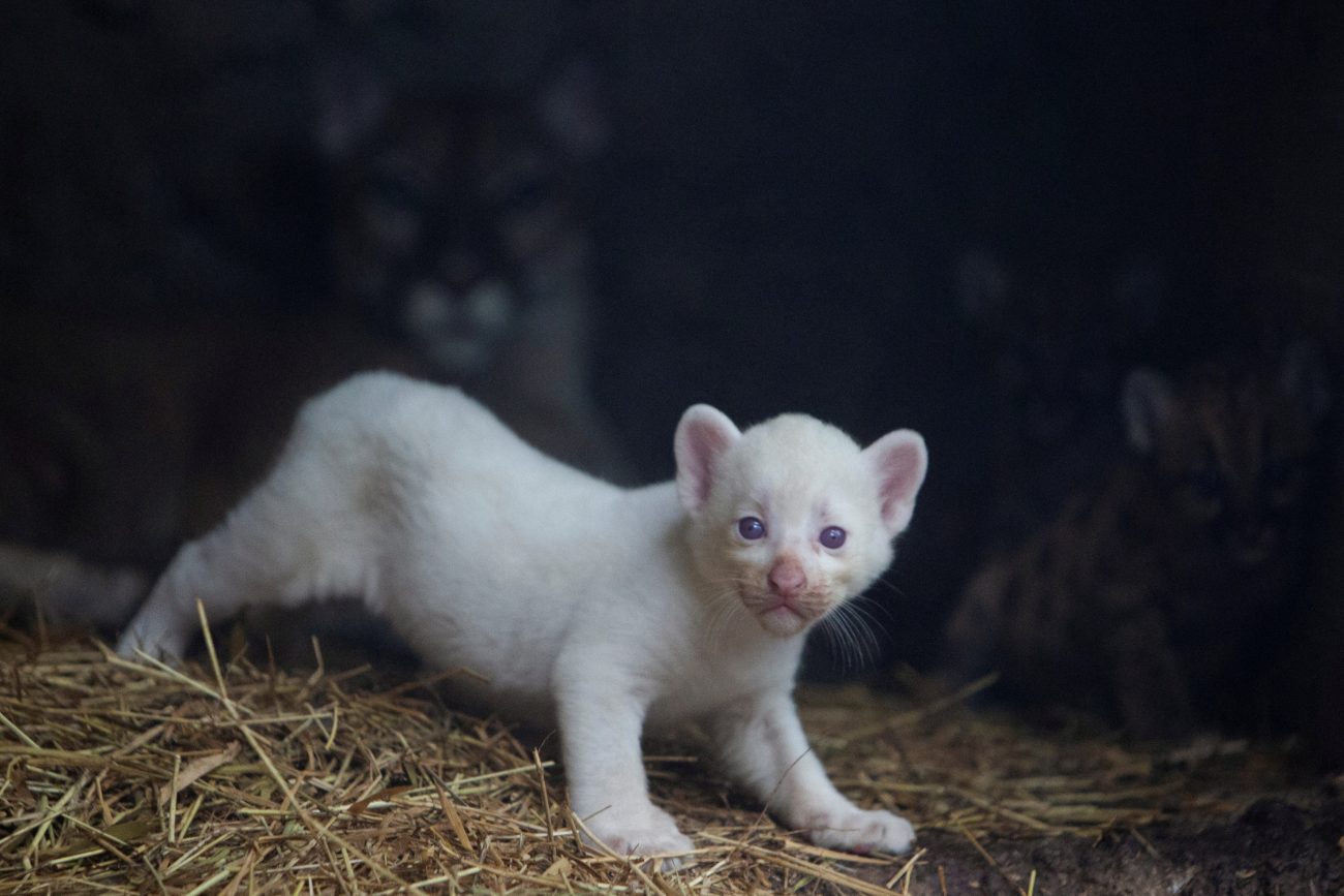 According to veterinarian Carlos Molina, the calf is now one of only four animals with all-white fur among the species existing worldwide - @rapplerdotcom/Twitter/Reproduction/ND