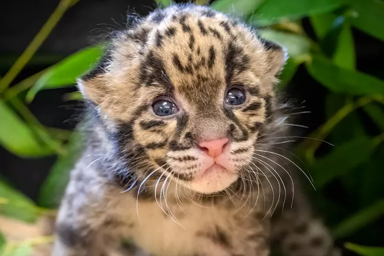 Male kitten born July 18 - Oklahoma City Zoo/Reproduction/ND