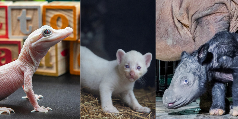 From albino puma to Sumatran rhinoceros: 8 rare species born in 2023