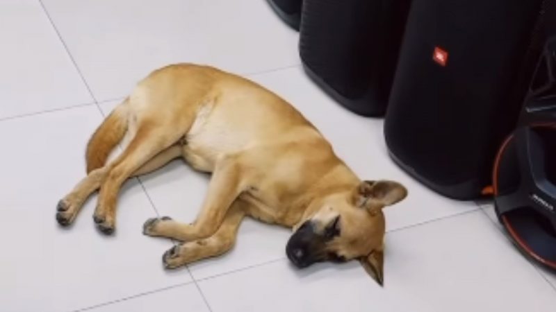Cachorro caramelo deitado no chão ao lado de caixas de som