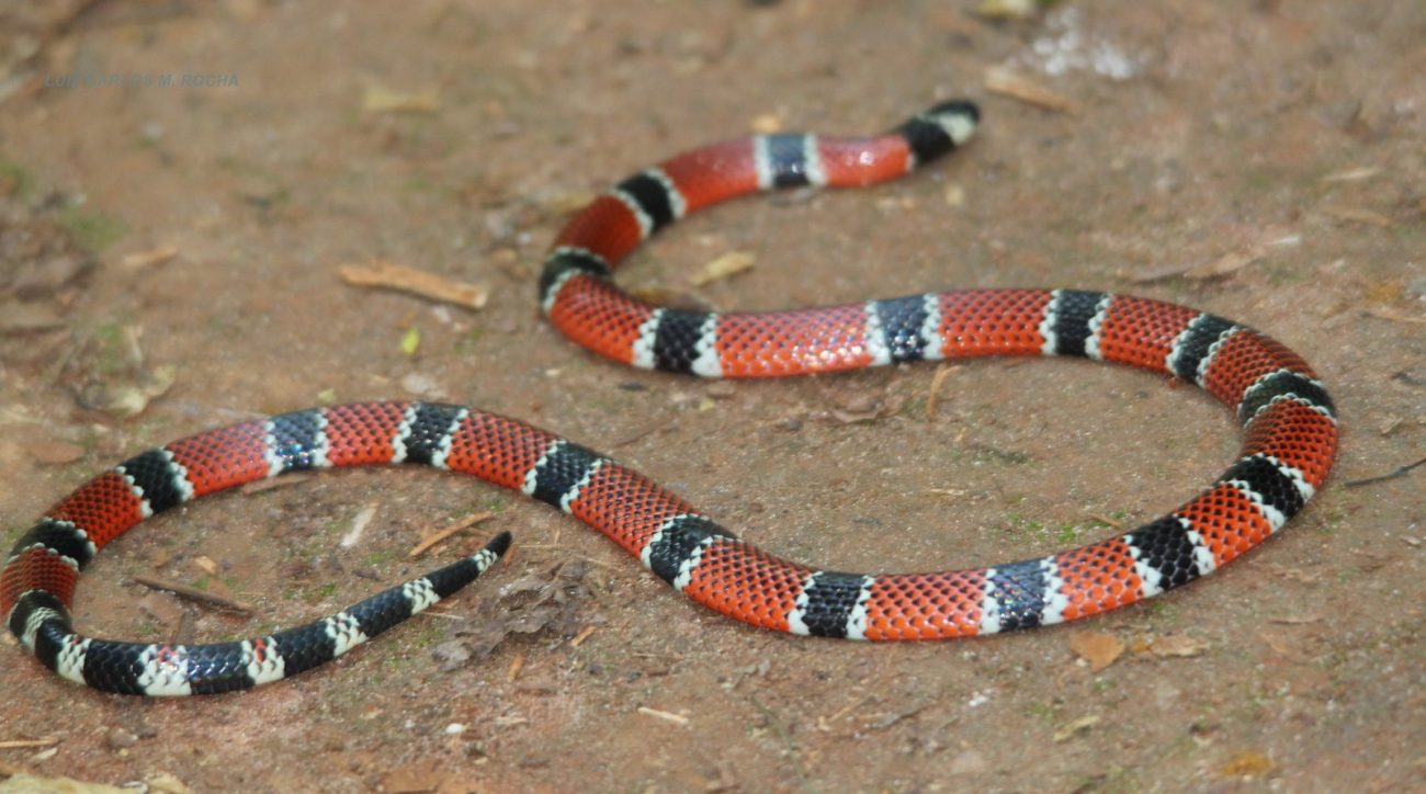 They feed mainly on snakes, legless lizards and blind snakes - Visualhunt/Reproduction/ND