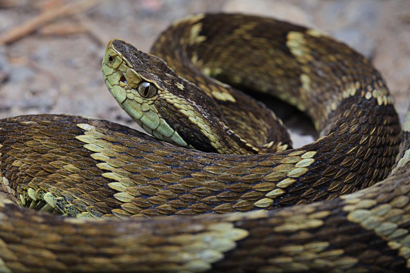 Discover the Venomous Snakes of South Carolina – Photo: Visualhunt/Reproduction/ND