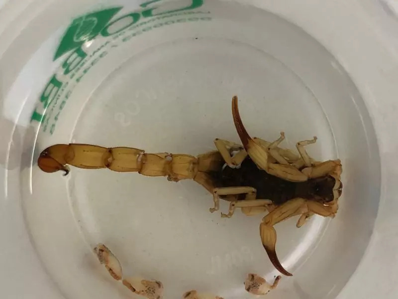 Em caso de encontro com um escorpião venenoso, a orientação é entrar em contato imediatamente com a vigilância epidemiológica do município