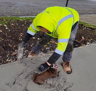 Pet apocalíptico dificultando a construção de uma calçada - Foto: Internet/Reprodução/ND