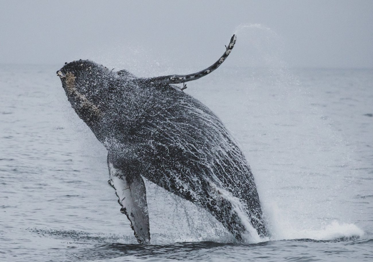 5. According to a biologist, humpback whales have 