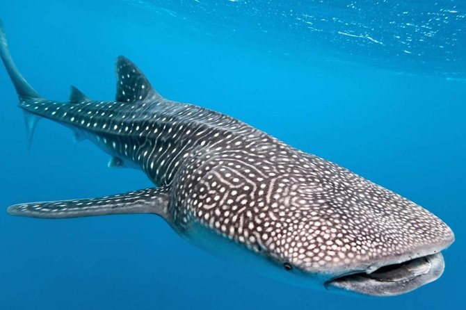 4. White spots of a whale shark.  The largest fish on the planet, whale sharks, have a unique form of identification on their dorsal part.  These marks, consisting of several white spots, have a shape and distribution pattern that is unique to each individual, allowing for a specific way of recognition.  - Pixels/Reproduction/ND