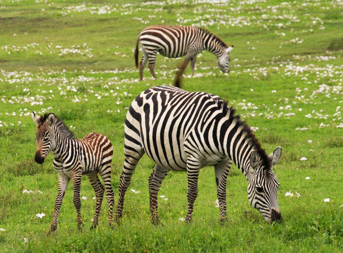 3. Black zebra stripes.  Zebras' black stripes are not only aesthetically beautiful;  it is also the trademark of each animal.  The biologist emphasizes that each zebra is born with a unique stripe pattern, which ensures that no pattern is repeated in other zebras.  - Pixels/Reproduction/ND