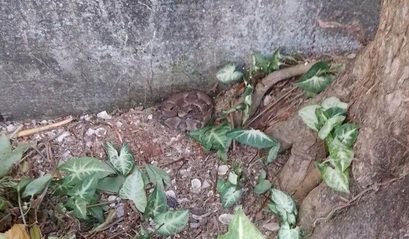 Jararaca estava enrolada próximo ao muro da casa quando os bombeiros chegaram ao local