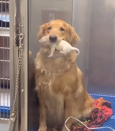 Golden Retriever viraliza na web após mostrar seu filhote de uma forma engraçada - Foto: Internet/Divulgação/ND