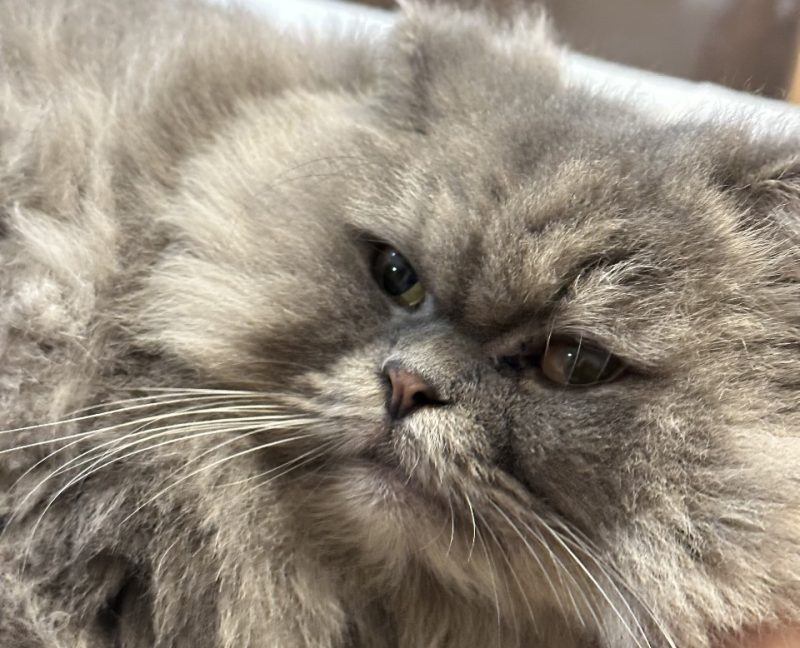 Gato foi finalmente encontrado, após um mês