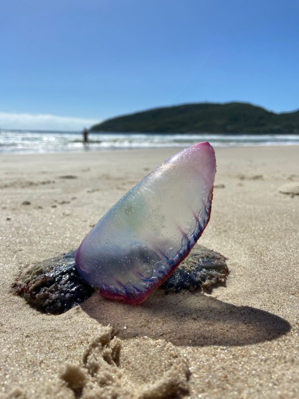 Caravela-portuguesa Barra da Lagoa – Foto: Gabriela Claumann