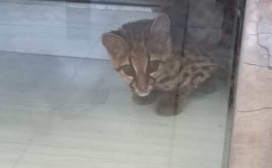 Conhecido como gato-do-mato-pequeno, o animal foi resgatado no início da tarde desta terça-feira (26), em Petrolândia 