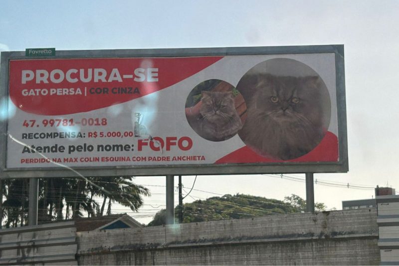 Gato foi encontrado no bairro Glória
