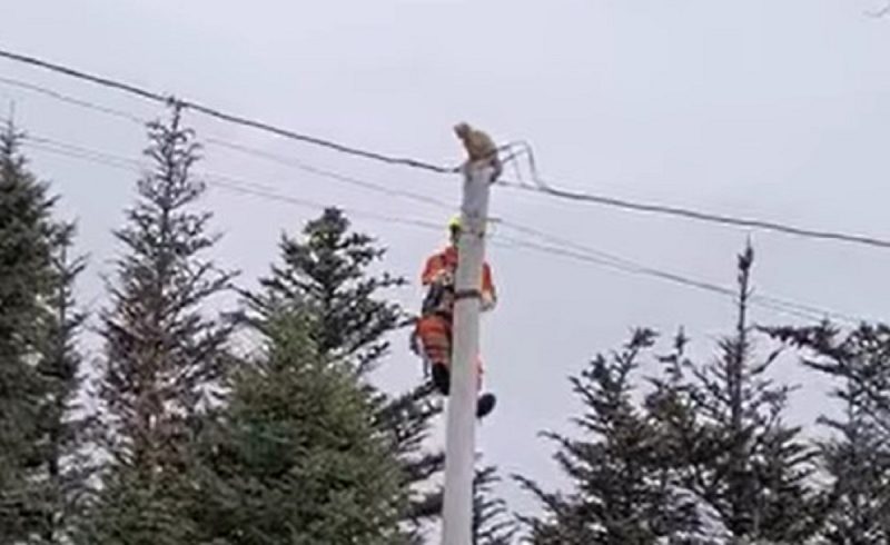 Gato pula de poste com 10 m de altura antes de bombeiro se aproximar