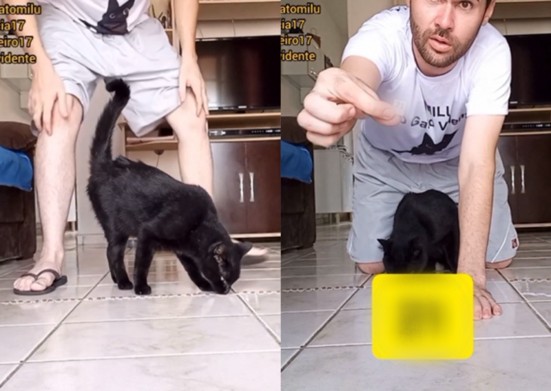 Gato vidente faz nova previsão e crava números da Mega da Virada 2023; imagem do gato e do dono