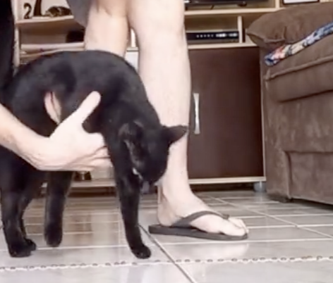 Foto do gato escolhendo os números