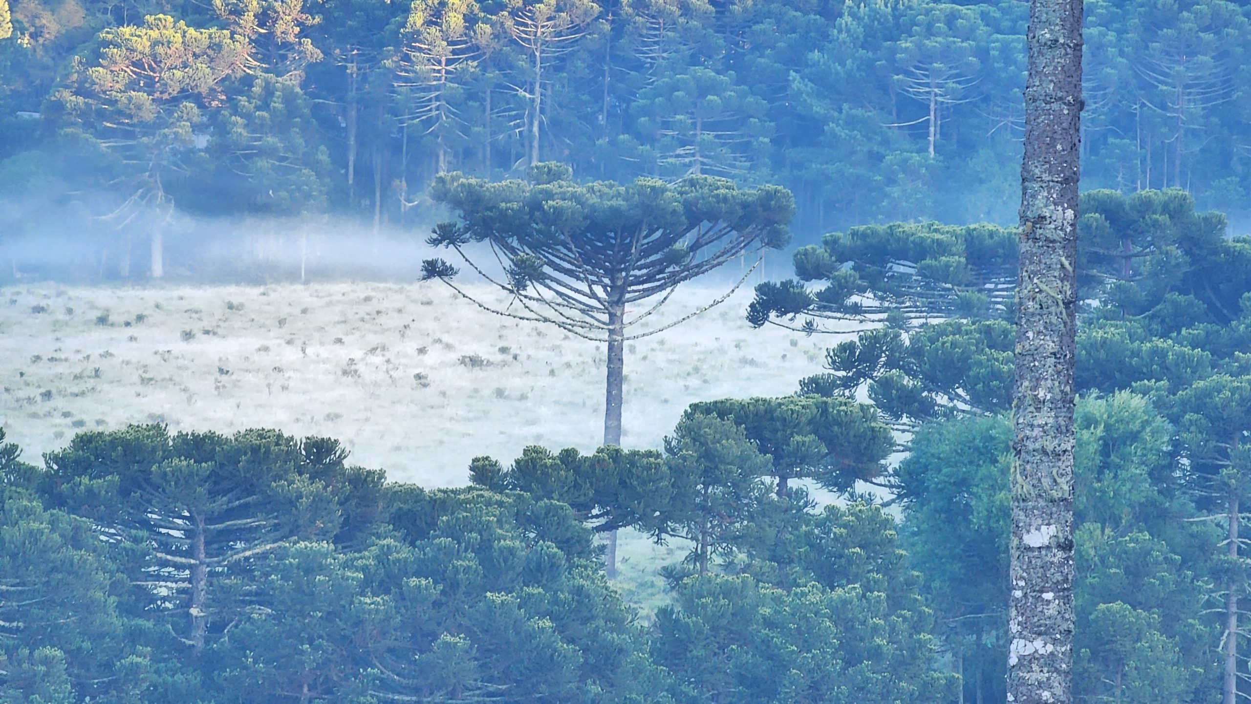 Na imagem aparece os campos verdes da Serra catarinense tomados por geada em dezembro.