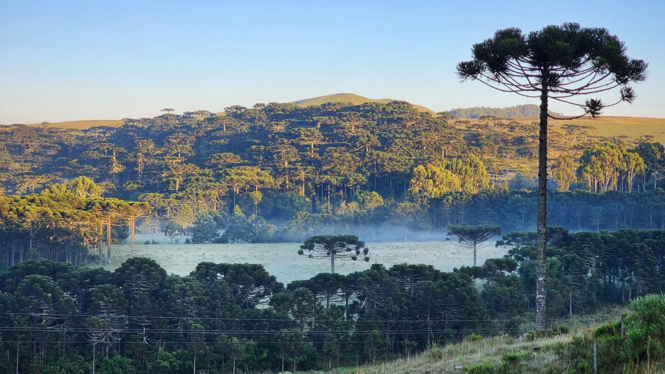 Paisagem foi transformada por fina camada de gelo no amanhecer desta quarta-feira. - Mycchel Legnaghi/Divulgação/ND