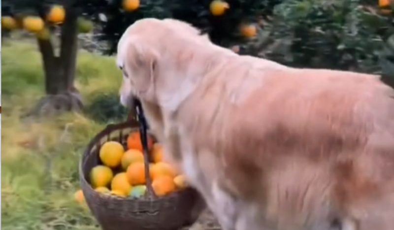 A dog struggles to carry a basket full of oranges to its owner.  Photo: @belinha_pitmonster/Tiktok/Reproduction/ND