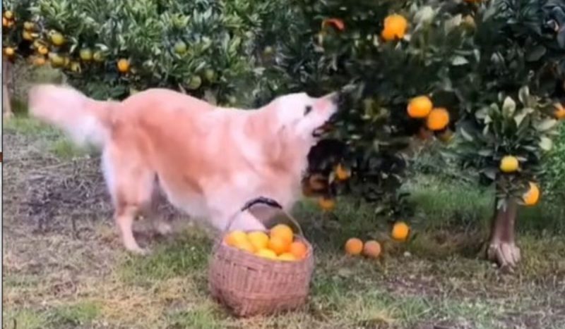 Golden retriever learns to pick oranges to help his sick owner