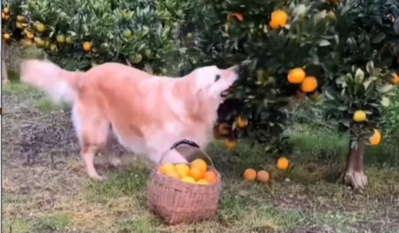 Golden Retriever aprende a colher laranjas para ajudar tutora doente