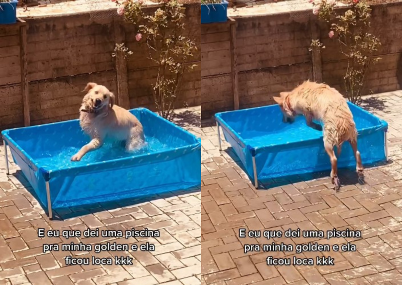 Golden ‘surta’ de alegria com sua piscina e reação viraliza na web