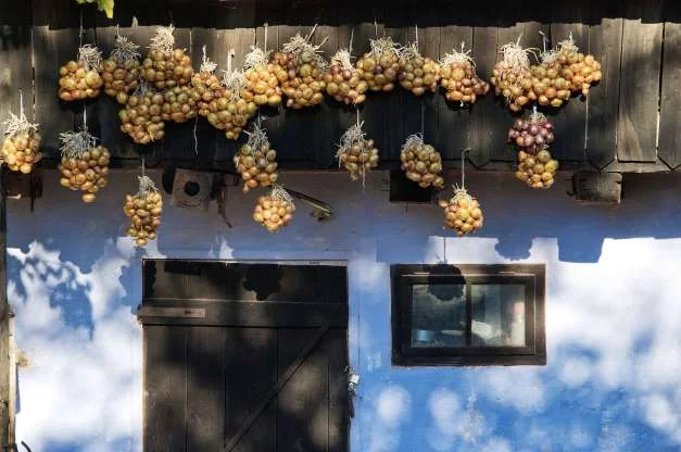 A tradição na Grécia diz que a sorte vem com cebolas penduradas na porta de casa.