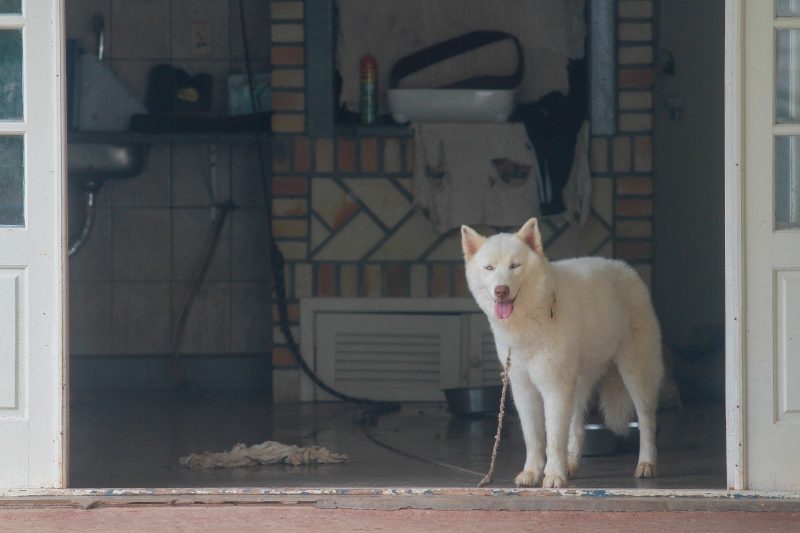 Husky branca amarrada em corda tem hist&oacute;rico&nbsp;de&nbsp;fugas – Foto: LEO MUNHOZ/ND