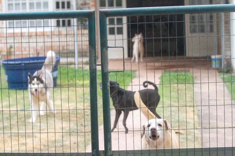 Moradores de Jurer&ecirc; Internacional suspeitam que im&oacute;vel seja um canil clandestino – Foto: LEO MUNHOZ/ND