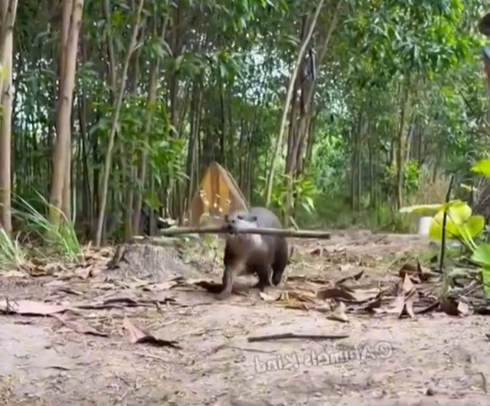 Lontra acompanhou pescador em diversas situa&ccedil;&otilde;es, inclusive levando gravetos como “presentes” para o mesmo. – Foto: Reprodu&ccedil;&atilde;o/TIKTOK/ND