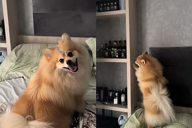 Pomeranian Lulu begs to turn on the air conditioning in his room.