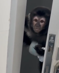 Macaco Tbag é flagrado fazendo abrindo porta de banheiro