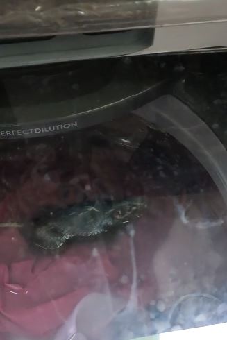 A mouse was found in the washing machine